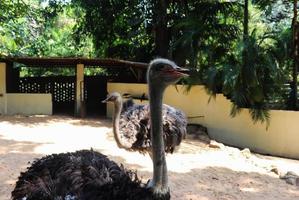 Ostrich couple in a cage from the zoo photo