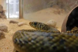 serpiente de rata en la jaula del zoológico foto