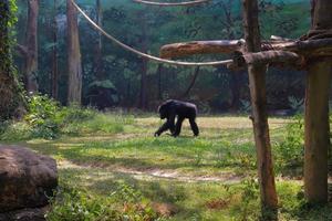 Big black chimpanzee in a zoo cage photo