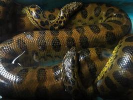 A Big Anaconda close-up image from the zoo photo