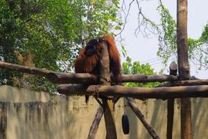 Big orangutan in a zoo cage photo