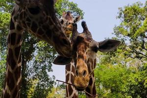 Giraffe in the zoo photo