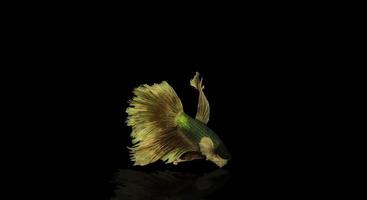 Colorful betta or fighter fish on dark background photo