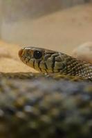 serpiente de rata en la jaula del zoológico foto