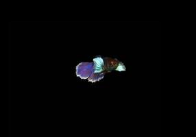 Colorful betta or fighter fish on dark background photo