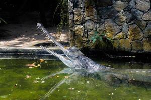 Crocodile in cage close-up image photo