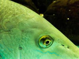 Sea fish in the aquarium photo