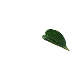 Fragrant cinnamon leaf on a white background photo