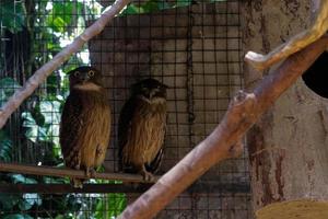 Owls from the zoo photo