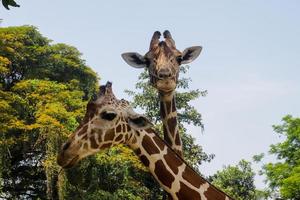 Giraffe in the zoo photo