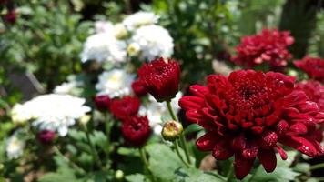flores rojas y blancas que crecen en el jardín foto
