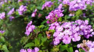 jardín verbena flor púrpura pétalos en el jardín foto