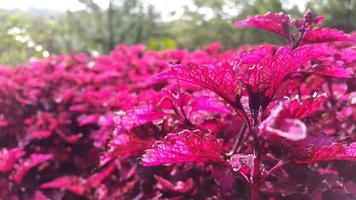 las plantas de hojas rojas crecen densamente en el jardín de flores foto
