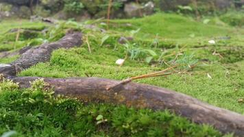 fresh green mossy surface with woody roots around it photo