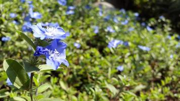 hermosas flores azules que crecen en el jardín de flores foto
