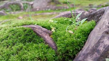 fresh green mossy surface with woody roots around it photo