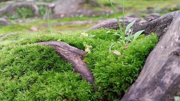 superficie cubierta de musgo verde fresco con raíces leñosas a su alrededor foto