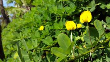 pequeña flor amarilla y hojas verdes gruesas por la mañana foto