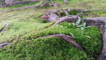 fresh green mossy surface with woody roots around it photo