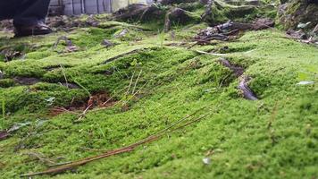 superficie cubierta de musgo verde fresco con raíces leñosas a su alrededor foto
