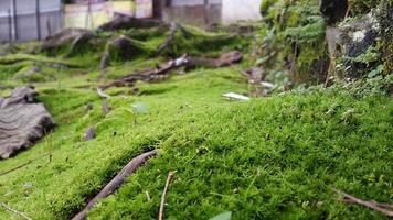 fresh green mossy surface with woody roots around it photo