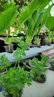 plantas verdes cultivadas en macetas hidropónicas foto