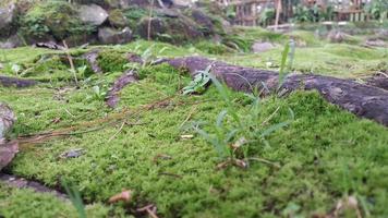 superficie cubierta de musgo verde fresco con raíces leñosas a su alrededor foto