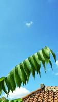 green leaves on a blue sky background with brown roofs underneath photo