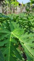 hoja de papaya verde tomada de cerca foto