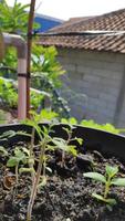 planta verde que crece en maceta negra foto