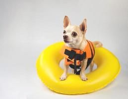 lindo perro chihuahua de pelo corto marrón con chaleco salvavidas naranja o chaleco salvavidas parado en un anillo de natación amarillo, mirando el espacio de la copia, aislado en fondo blanco. foto