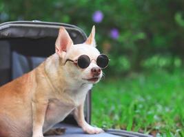 fat brown chihuahua dog wearing sunglasses sitting in pink fabric traveler pet carrier bag on green grass in the garden, looking away, ready to travel. Safe travel with animals. photo