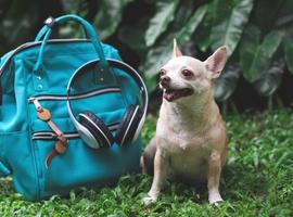 lindo perro chihuahua de pelo corto marrón sentado en la hierba verde en el jardín con accesorios de viaje, mochila y auriculares. viajar con concepto animal. foto