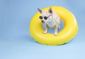 brown short hair chihuahua dog wearing sunglasses, standing in yellow swimming ring, looking down at copy space,  isolated on blue background. photo