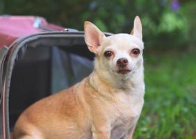 brown  Chihuahua dog sitting in front of pink fabric traveler pet carrier bag on green grass in the garden,  looking  at camera. Safe travel with animals. photo