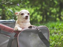 brown  Chihuahua dog standing  in pink fabric traveler pet carrier bag on green grass, smiling and looking at camera,  ready to travel. Safe travel with animals. photo
