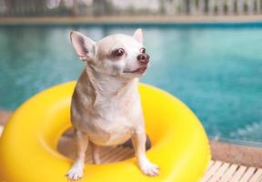 brown short hair chihuahua dog standing in yellow  yellow swimming ring or inflatable by swimming pool photo