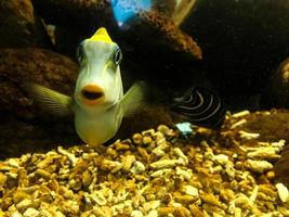 peces de mar en el acuario foto