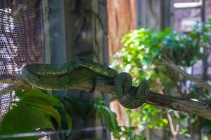serpiente verde en la jaula foto