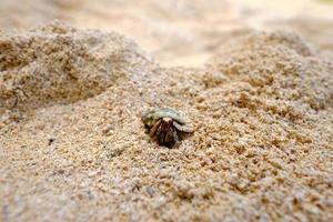pequeño cangrejo ermitaño en la arena de la playa foto