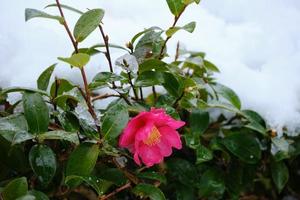 Pink flower bush under snow photo