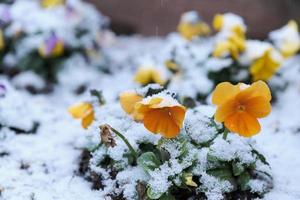 Yellow flowers getting buried in snowfall photo