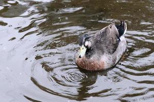 Duck cocking head on water with snow falling photo