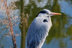 Grey heron standing next to a small tree and pond photo