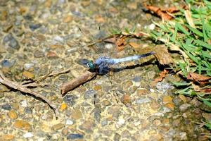 Gray and white dragonfly with green eyes photo