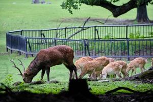 Group of deer grazing in Nara photo