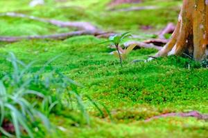 Bed of moss with various plants photo