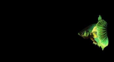 Colorful betta or fighter fish on dark background photo