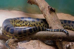 A Big Anaconda close-up image from the zoo photo