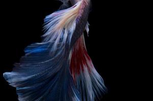 Betta fish. Capture the moving moment of red-blue siamese fighting fish isolated on black background. photo